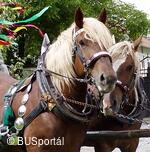 Mezinárodní folklorní festival Česká náves - Dýšina