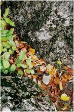 Fotoklub Příbor, Přátelé výtvarné fotografie