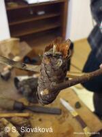 Z DĚNÍ VE MĚSTĚ